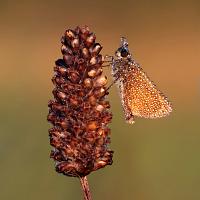 Small Skipper 3 